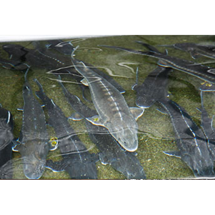 【冷凍】純宮崎産メルベイユキャビア バエリ 20g
